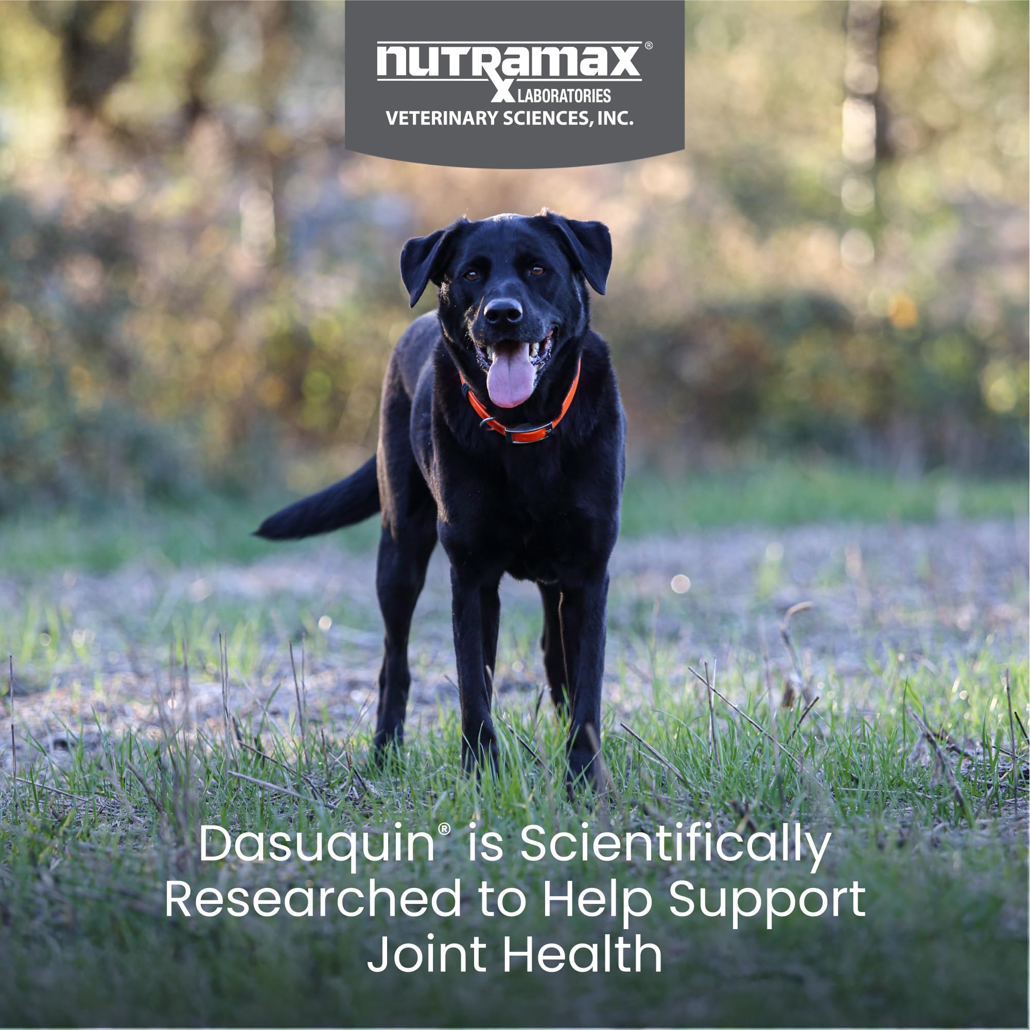 Nutramax Dasuquin for Large Dogs, Joint Health Supplement, Contains Glucosamine for Dogs, Plus Chondroitin, ASU and More, Supports Healthy Joints, Soft Chews, 84 Count - TrustMedUSA