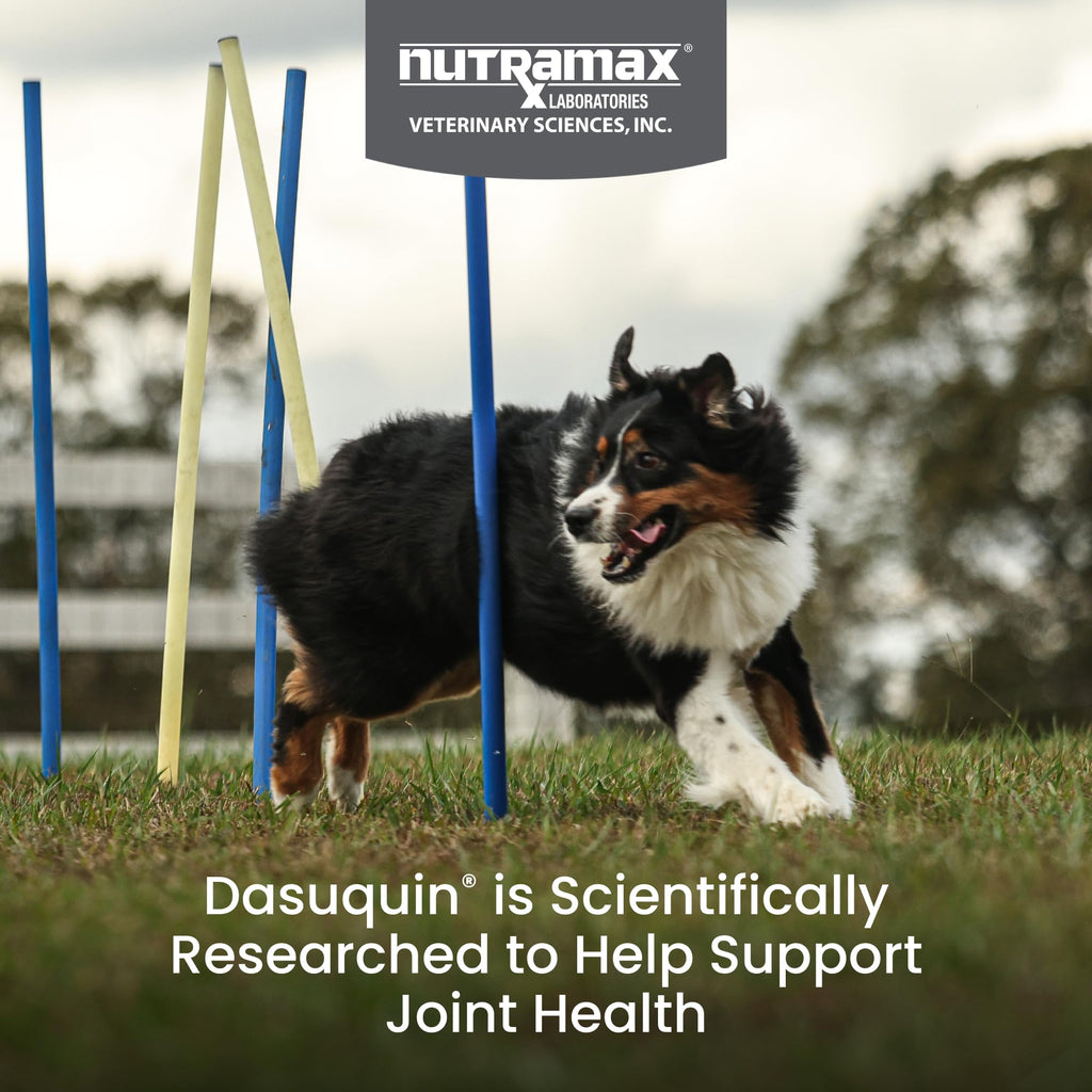 Nutramax Dasuquin for Large Dogs, Joint Health Supplement, Contains Glucosamine for Dogs, Plus Chondroitin, ASU, MSM and More, Supports Healthy Joints, Chewable Tablets, 150 Count - TrustMedUSA
