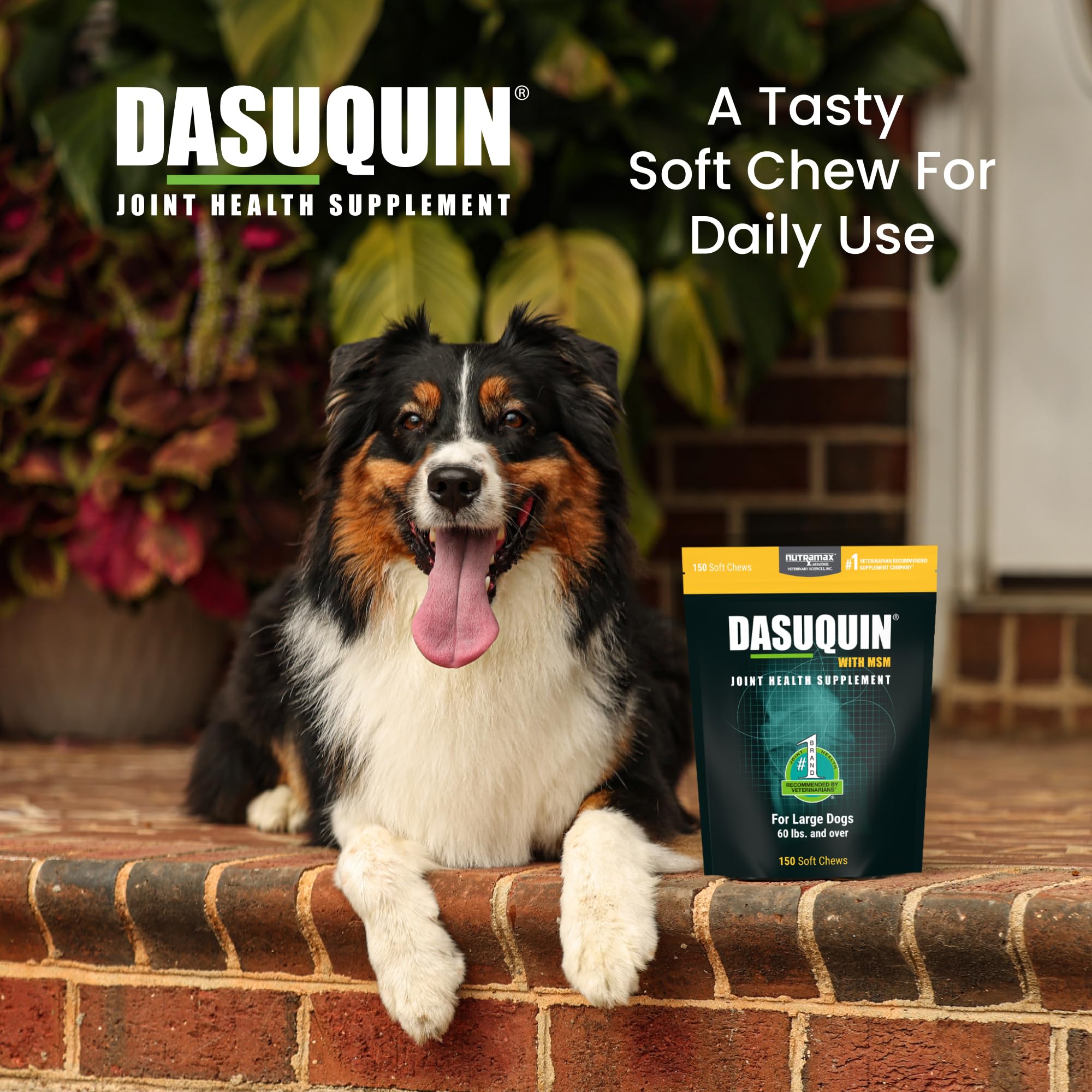 Nutramax Dasuquin for Large Dogs, Joint Health Supplement, Contains Glucosamine for Dogs, Plus Chondroitin, ASU, MSM and More, Supports Healthy Joints, Soft Chews, 150 Count - TrustMedUSA