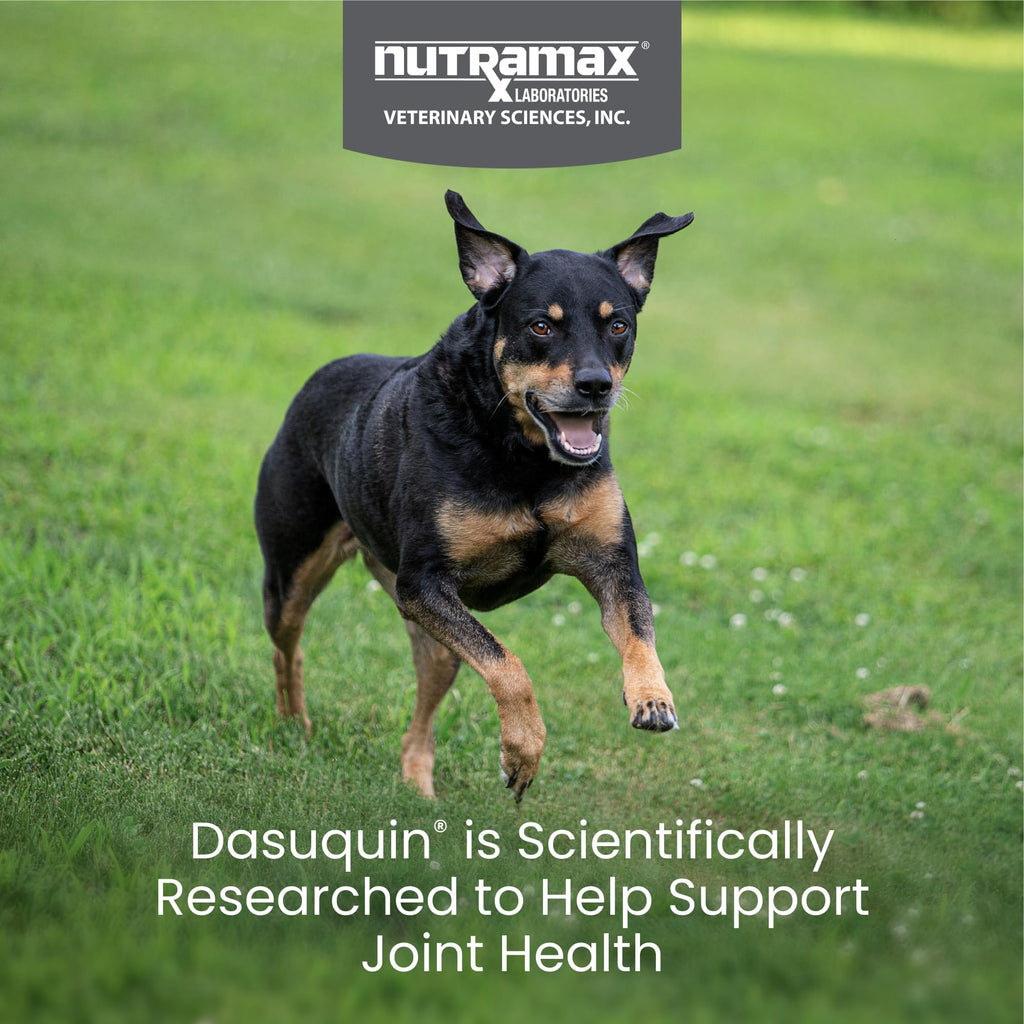 Nutramax Dasuquin for Small to Medium Dogs, Joint Health Supplement, Contains Glucosamine for Dogs, Plus Chondroitin, ASU and More, Supports Healthy Joints, Chewable Tablets, 150 Count - TrustMedUSA