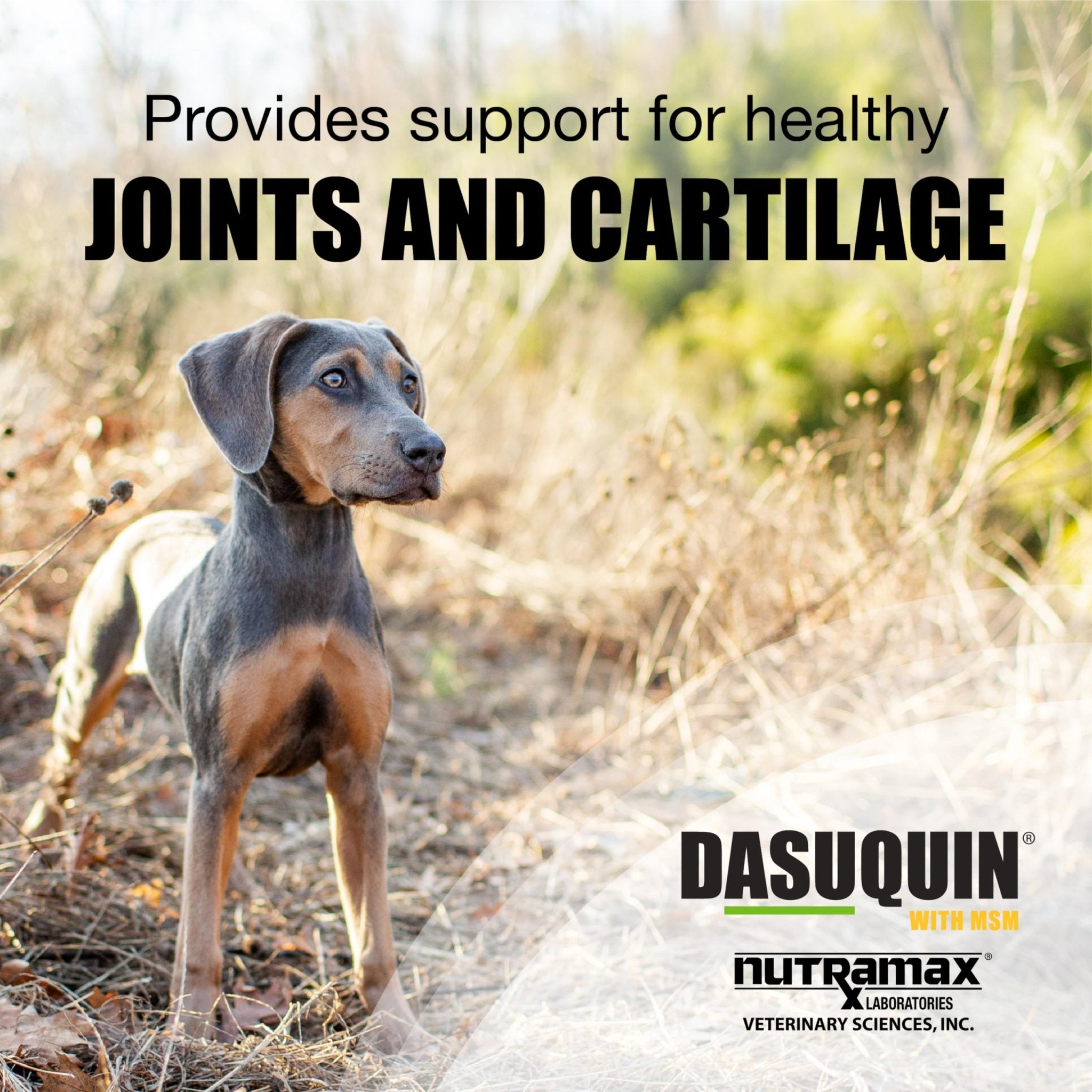 Nutramax Dasuquin for Small to Medium Dogs, Joint Health Supplement, Contains Glucosamine for Dogs, Plus Chondroitin, ASU, MSM and More, Supports Healthy Joints, Chewable Tablets, 84 Count - TrustMedUSA