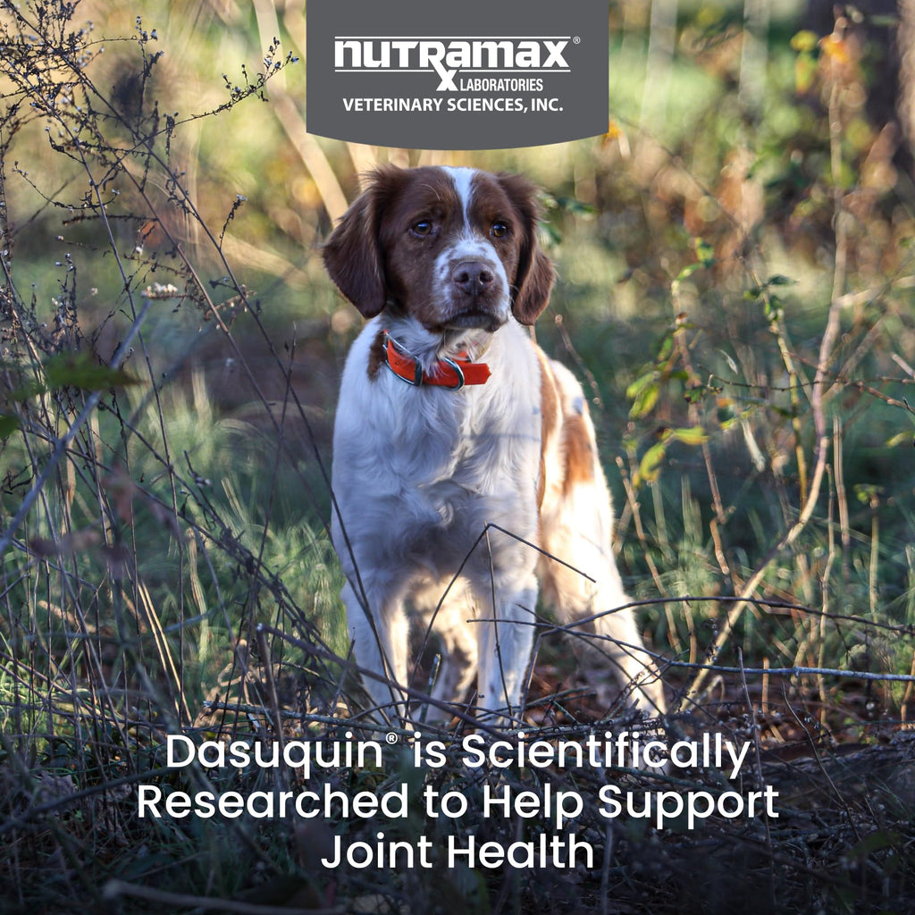 Nutramax Dasuquin for Small to Medium Dogs, Joint Health Supplement, Contains Glucosamine for Dogs, Plus Chondroitin, ASU, MSM and More, Supports Healthy Joints, Chewable Tablets, 150 Count - TrustMedUSA
