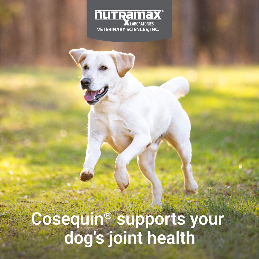 Nutramax Laboratories Cosequin Maximum Strength Joint Health Supplement for Dogs - With Glucosamine, Chondroitin, and MSM, 2 Pack, 264 Total Chewable Tablets - TrustMedUSA