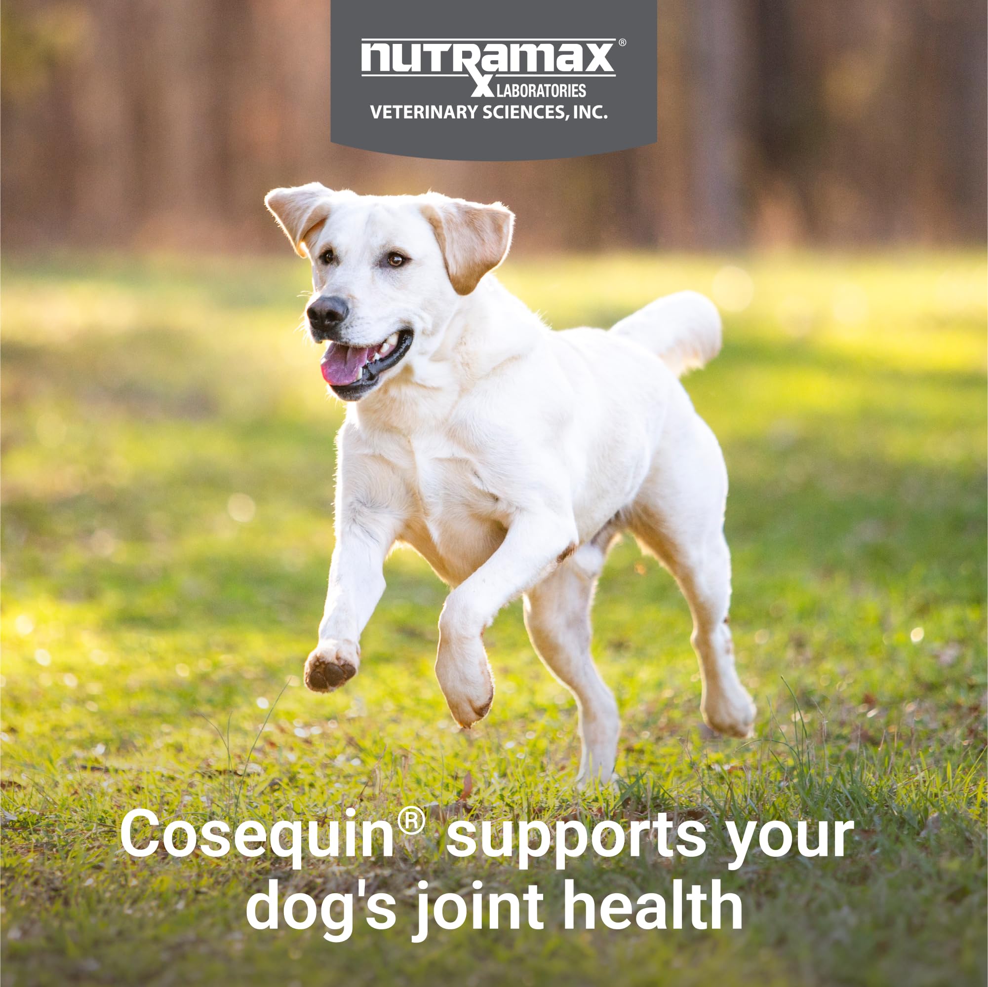 Nutramax Laboratories Cosequin Maximum Strength Joint Health Supplement for Dogs - With Glucosamine, Chondroitin, and MSM, 2 Pack, 264 Total Chewable Tablets - TrustMedUSA