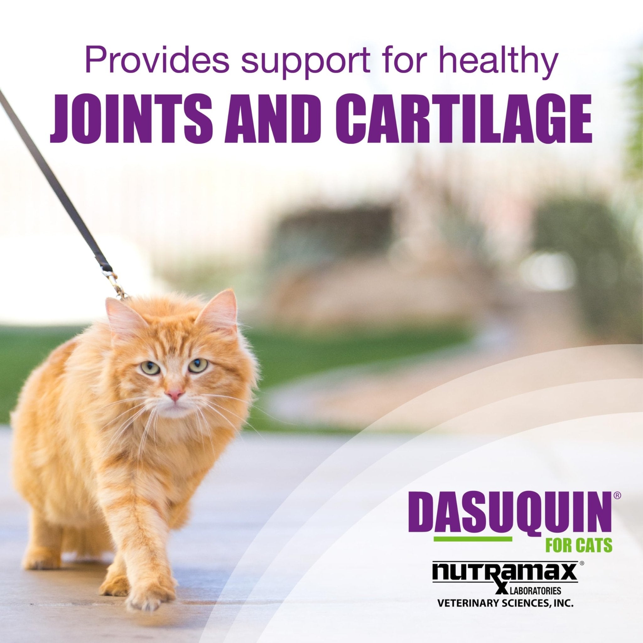 Nutramax Laboratories Dasuquin Joint Health Supplement for Cats - With Glucosamine, Chondroitin, ASU, Boswellia Serrata Extract, and Green Tea Extract, 84 Capsules - TrustMedUSA