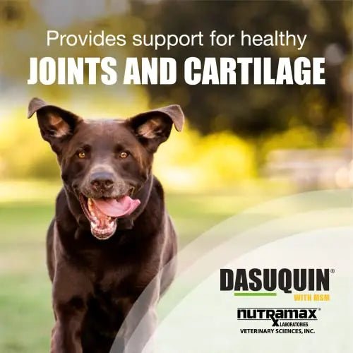 Nutramax Laboratories Dasuquin with MSM Joint Health Supplement for Large Dogs - TrustMedUSA