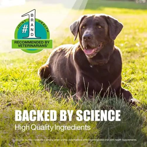 Nutramax Laboratories Dasuquin with MSM Joint Health Supplement for Large Dogs - TrustMedUSA