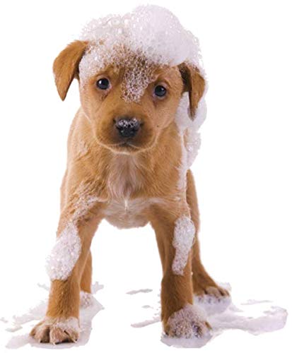 Organic Excellence Mild Dog Shampoo, Great for All Pets: Dogs, Puppies, Cats, Horses, Formulated for Sensitive Skin, Made with Aloe and Nourishing Botanicals - 16oz - TrustMedUSA