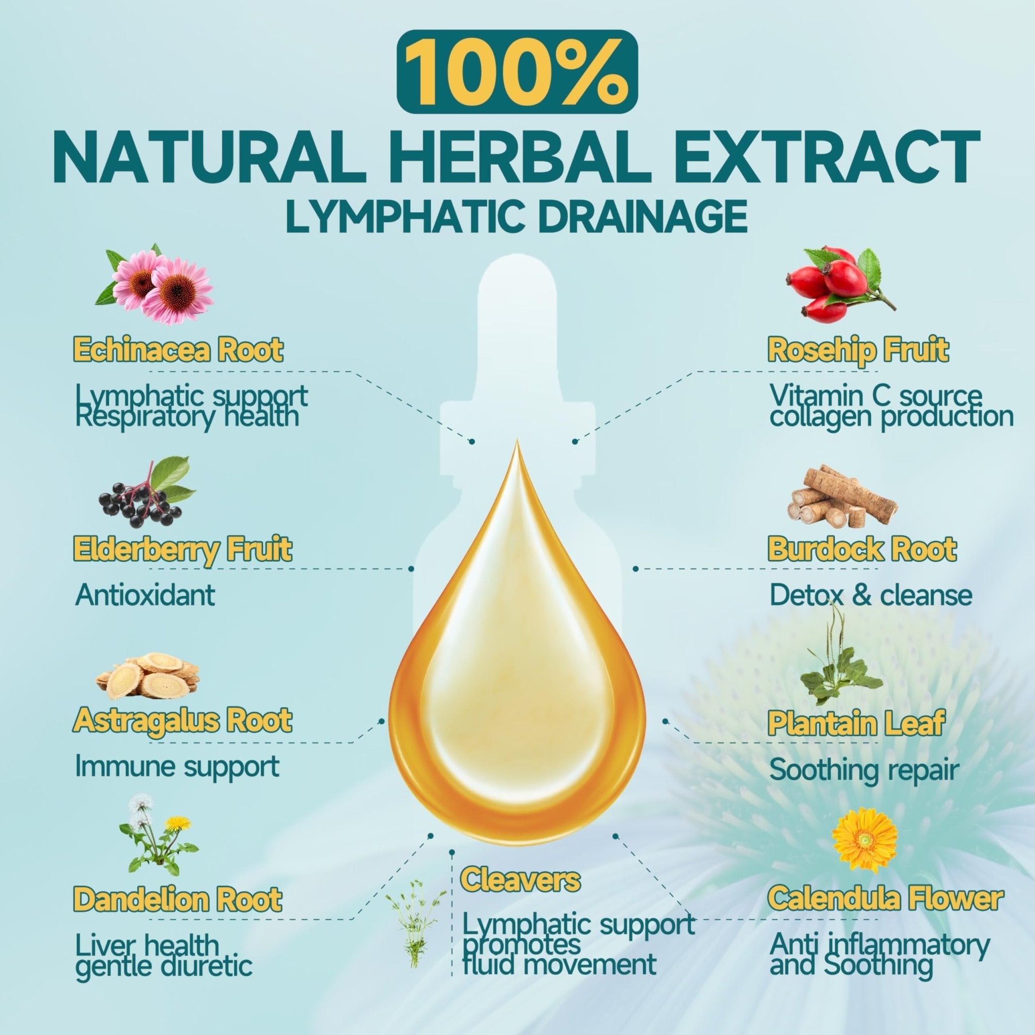 Organic Lymphatic Drainage Drops - Lymphatic Drainage Supplement with Echinacea for Lymph System Support, Elderberry, Astragalus, Cleavers, Burdock & Dandelion for Lymphatic Cleanse & Detox-2 Fl Oz - Maple Wellness Supplements