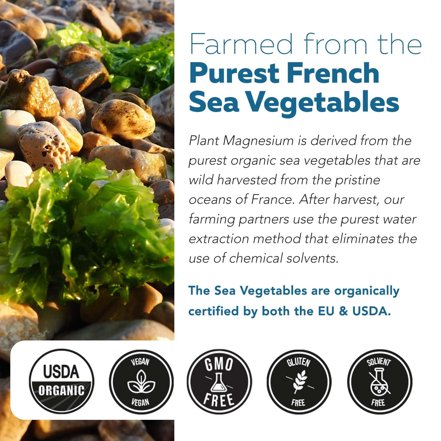 Organic Whole Food Magnesium Supplement - Plant-Based, Organic Sea Vegetable Complex - 250 mg Per Serving | Water Extracted | Gentle on Stomach | Supports Energy, Sleep, Muscle, Heart - 60 Capsules - Maple Wellness Supplements