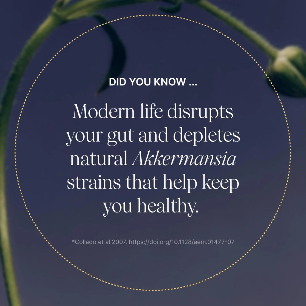 Pendulum Akkermansia Probiotic with Prebiotic Fiber - Delayed Release Capsules, Third-Party Tested, Authentic 100M AFU Live Strain for Gut Health - TrustMedUSA