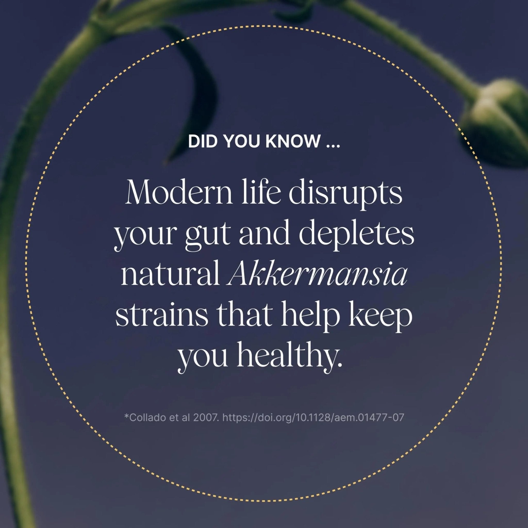 Pendulum Akkermansia Probiotic with Prebiotic Fiber - Delayed Release Capsules, Third-Party Tested, Authentic 100M AFU Live Strain for Gut Health - TrustMedUSA
