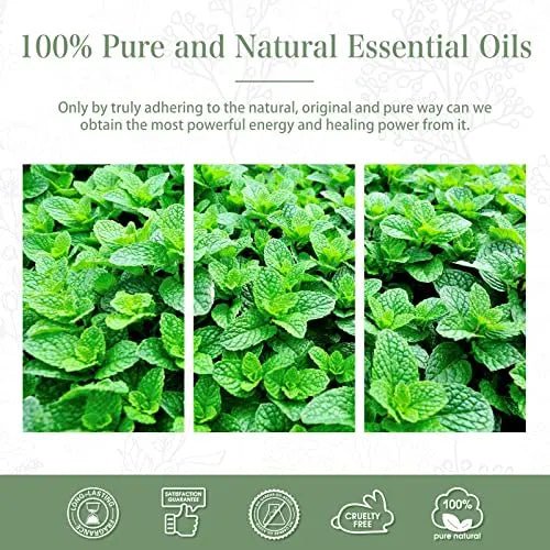 PHATOIL Spearmint Essential Oil 100ML, Pure Premium Grade Spearmint Essential Oils - TrustMedUSA