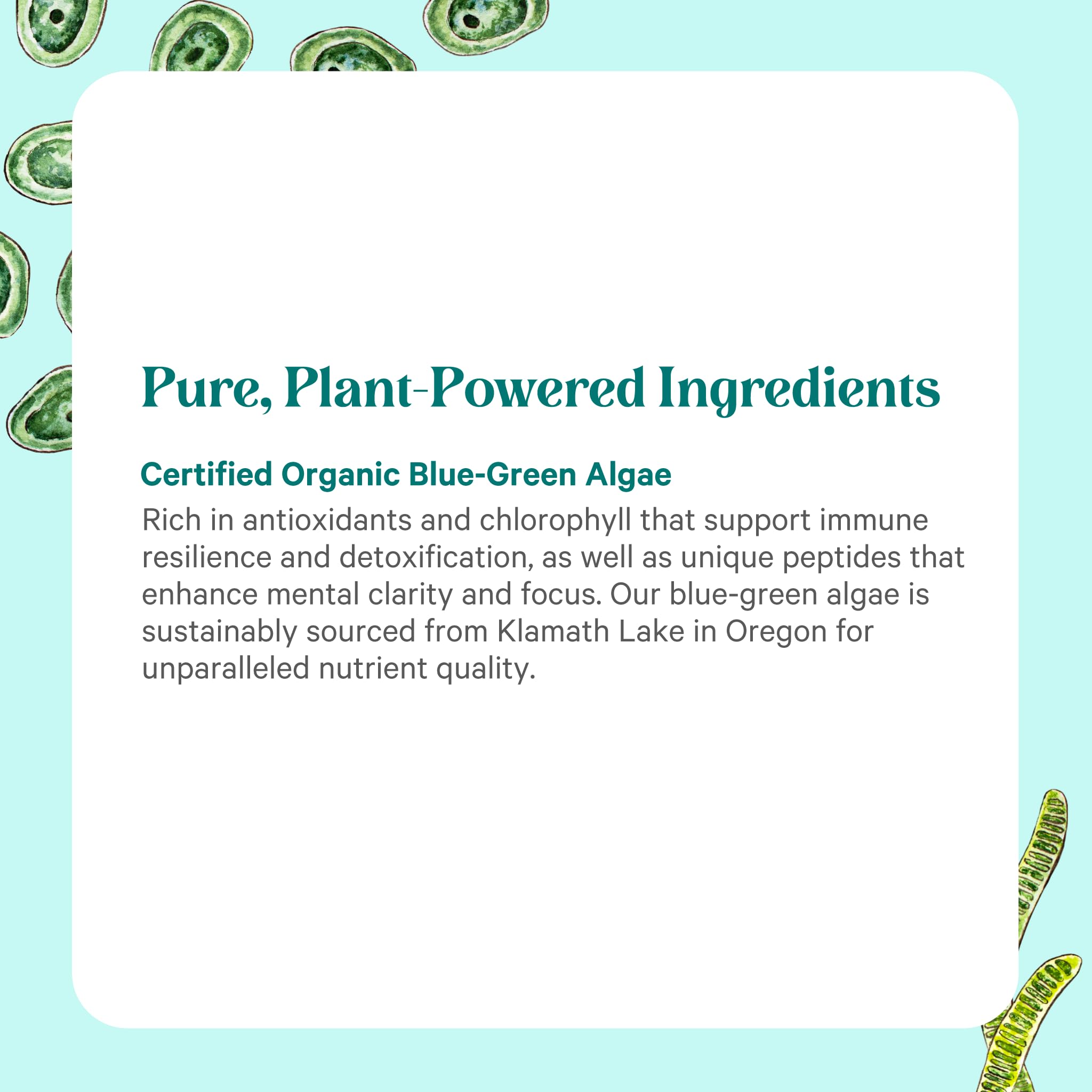 PURE SYNERGY Blue-Green Algae Powder | Superfood Powder with Chlorophyll | Organic AFA Blue Green Algae Supplement | Supports Energy, Mental Clarity, and Detoxification (3.2 oz.) - TrustMedUSA