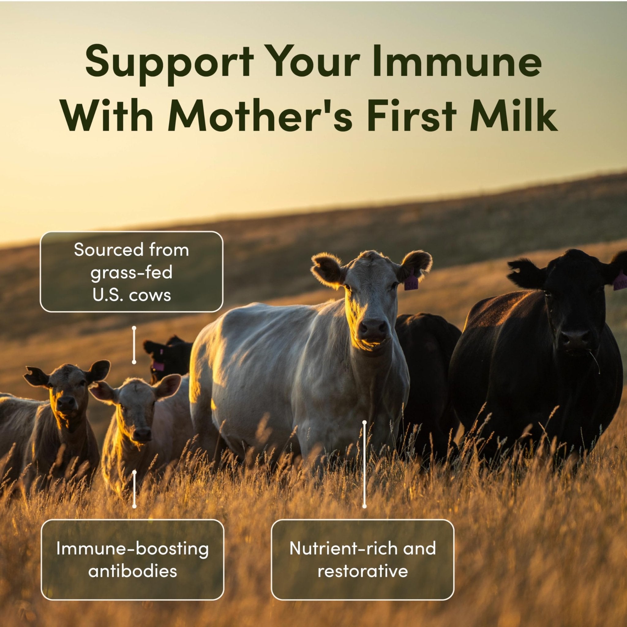 Rhea Bovine Colostrum Supplement for Women, Colostrum Capsules for Gut Health, Digestion, Bloating, Beauty, Immune Support, Bovine Colostrum for Humans, Colostrum Pills (60caps) - TrustMedUSA
