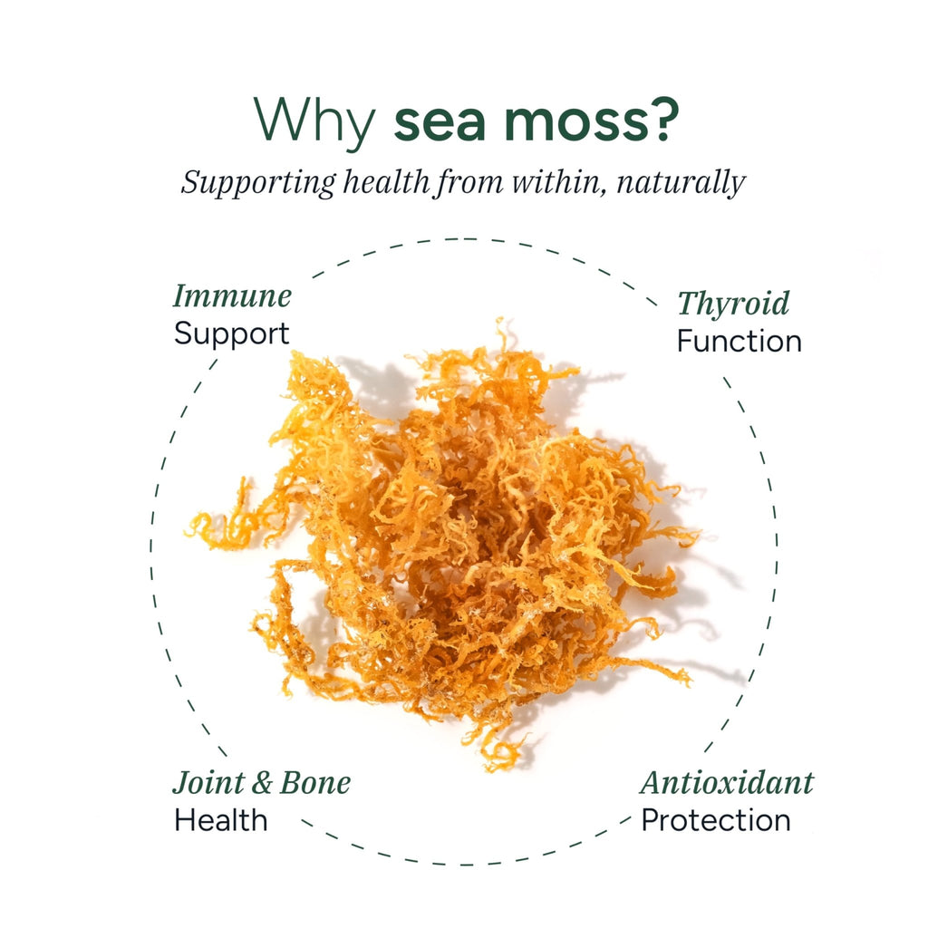 ROOT LABS Sea Moss Gummies I 92+ Minerals I Black Seed Oil I KSM 66 Ashwagandha I Lab Tested I No Added Sugar | for Men, Women I Non-GMO I 100% Natural & Organic I 1600 mg I 120 Gummy - TrustMedUSA