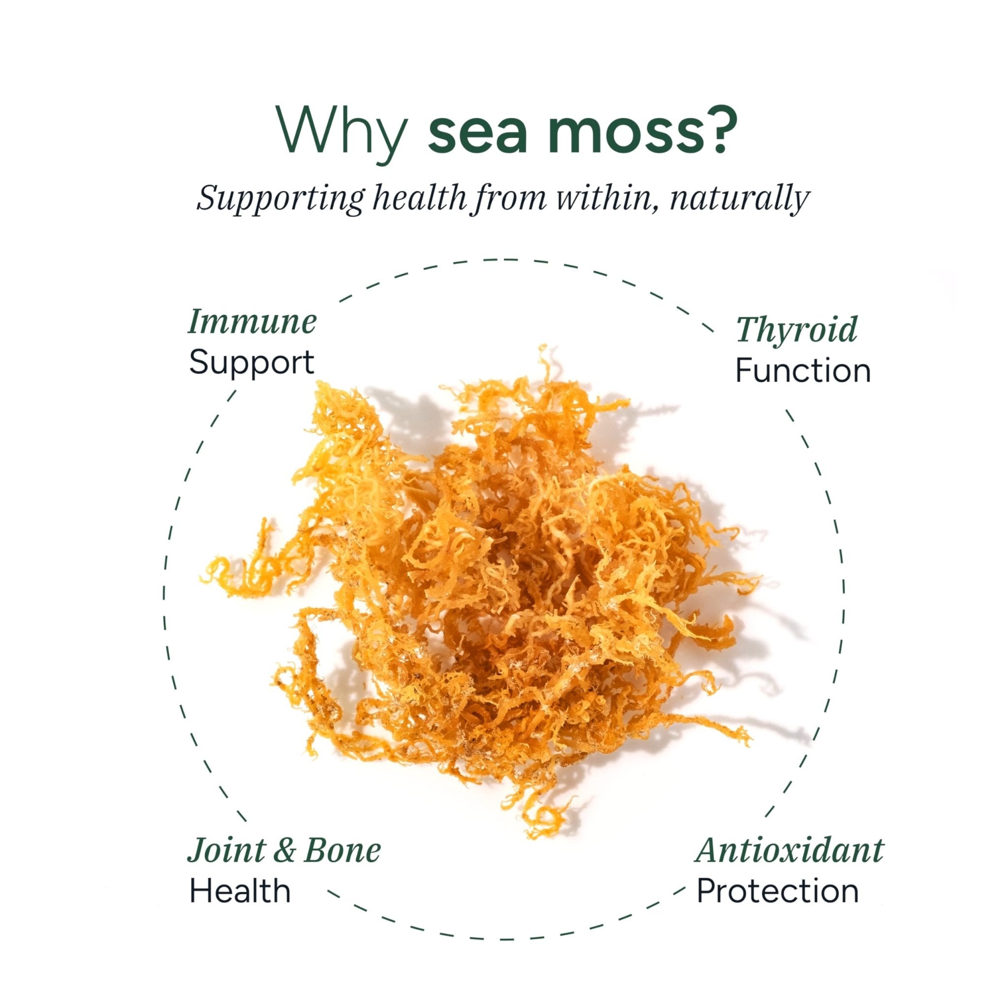 ROOT LABS Sea Moss Gummies I 92+ Minerals I Black Seed Oil I KSM 66 Ashwagandha I Lab Tested I No Added Sugar | for Men, Women I Non-GMO I 100% Natural & Organic I 1600 mg I 120 Gummy - TrustMedUSA