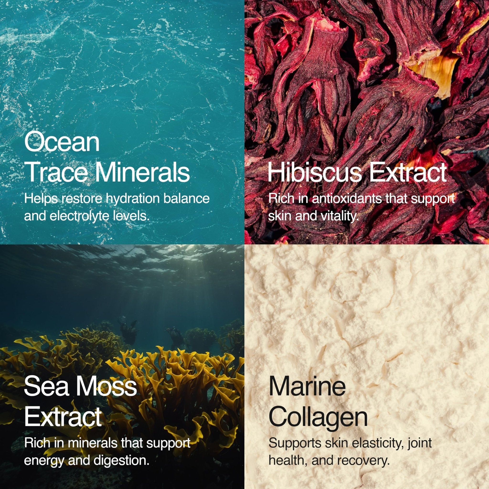 Sea Bloom Labs Marine Collagen Powder Stick Packs with Sea Moss Powder and Electrolytes, Hydration and Beauty Blend - Mango (8-Pack) - TrustMedUSA