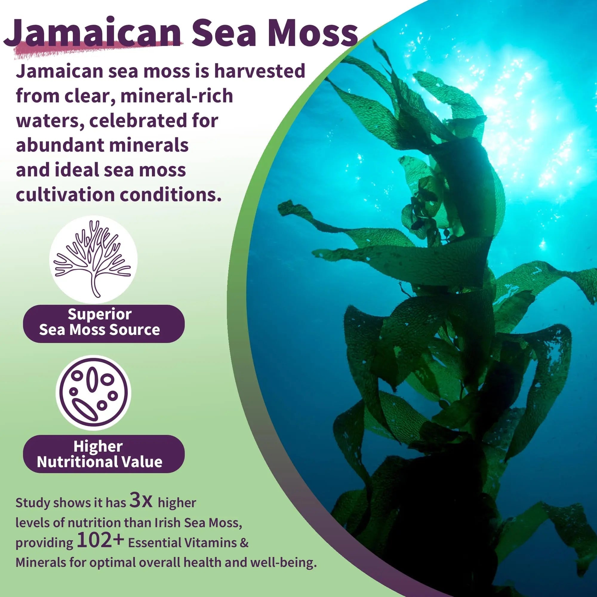 Sea Moss Supplement 5000mg, Sugar Free Sea Moss Gummies, Irish Sea Moss - TrustMedUSA
