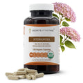 Secrets of the Tribe Hydrangea USDA Organic Capsules | Certified Organic Vegetarian Capsules, Herbal Dietary Supplement | Hydrangea arborescens Dried Root (120 Count) - TrustMedUSA