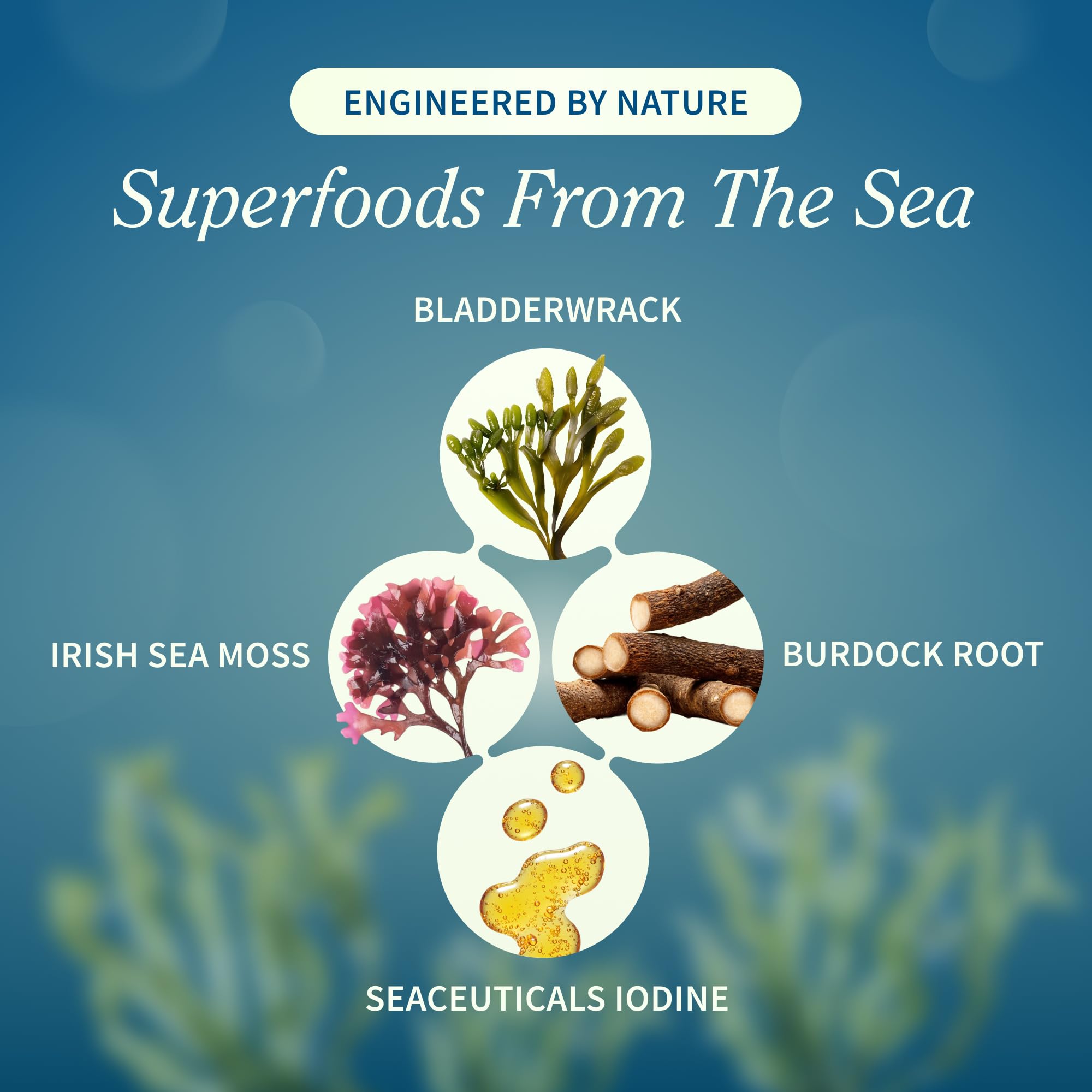 Snap Supplements Irish Sea Moss with Bladderwrack, Burdock Root & Iodine – Natural Sea Moss Supplement to Support Gut Health, Energy & Healthy-Looking Skin, 60 Vegan Capsules (1 Month Supply) - TrustMedUSA