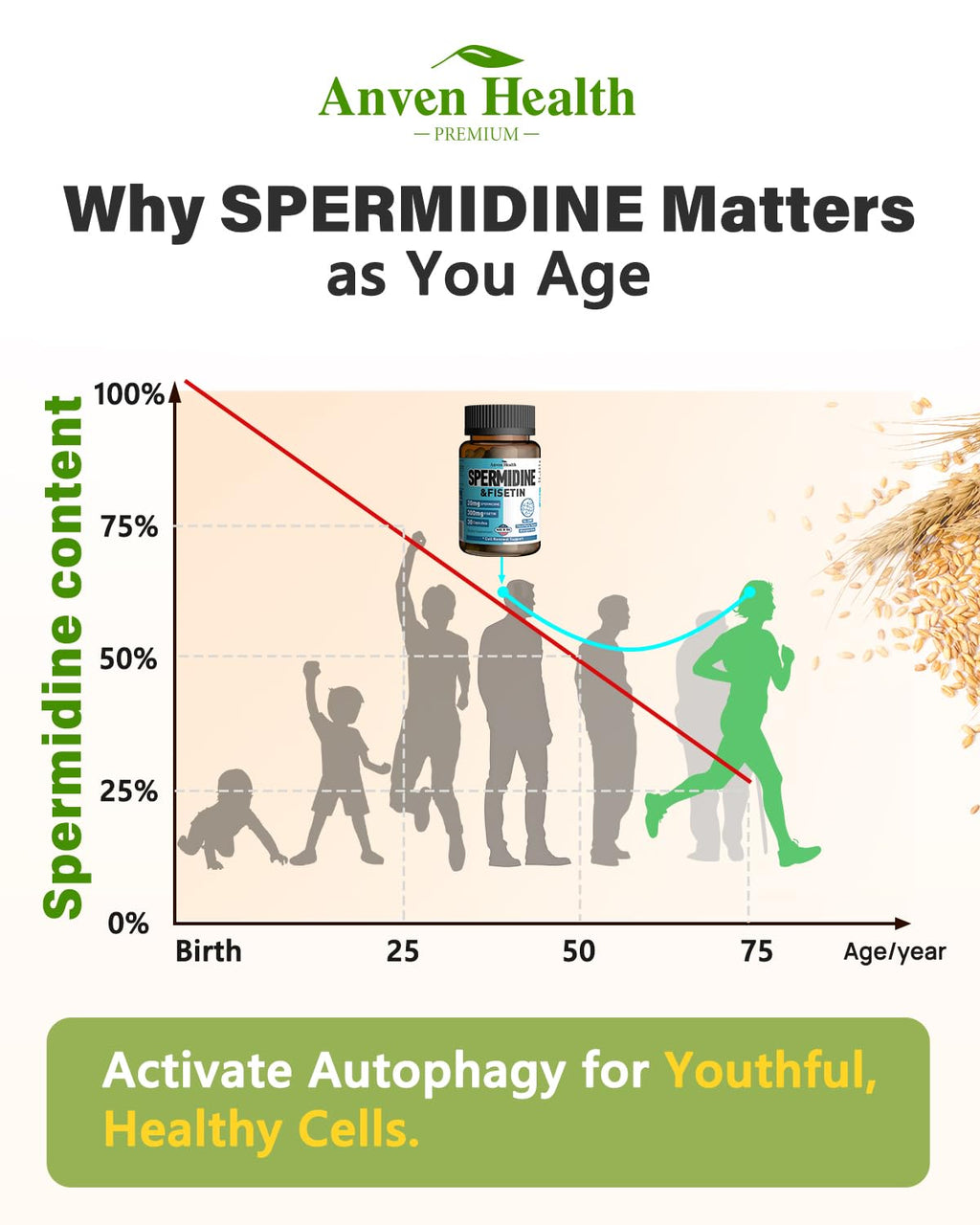 Spermidine & Fisetin Supplement - 20mg of 99% Spermidine Per Serving, 3HCL & 300mg Fisetin for Women Men Cell Renewal, Aging Defense & Longevity, Gluten Free, Non-GMO, Made in USA | 30 Veggie Caps - TrustMedUSA