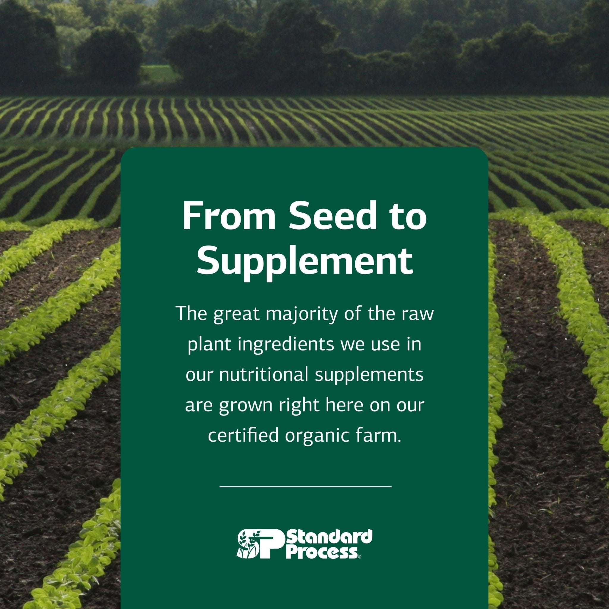 Standard Process Ribonucleic Acid RNA - Cell Development Support - Aids Protein Synthesis - Vegan, Gluten-Free, Non-Soy, & Non-Grain - 90 Tablets (90 Servings) - TrustMedUSA