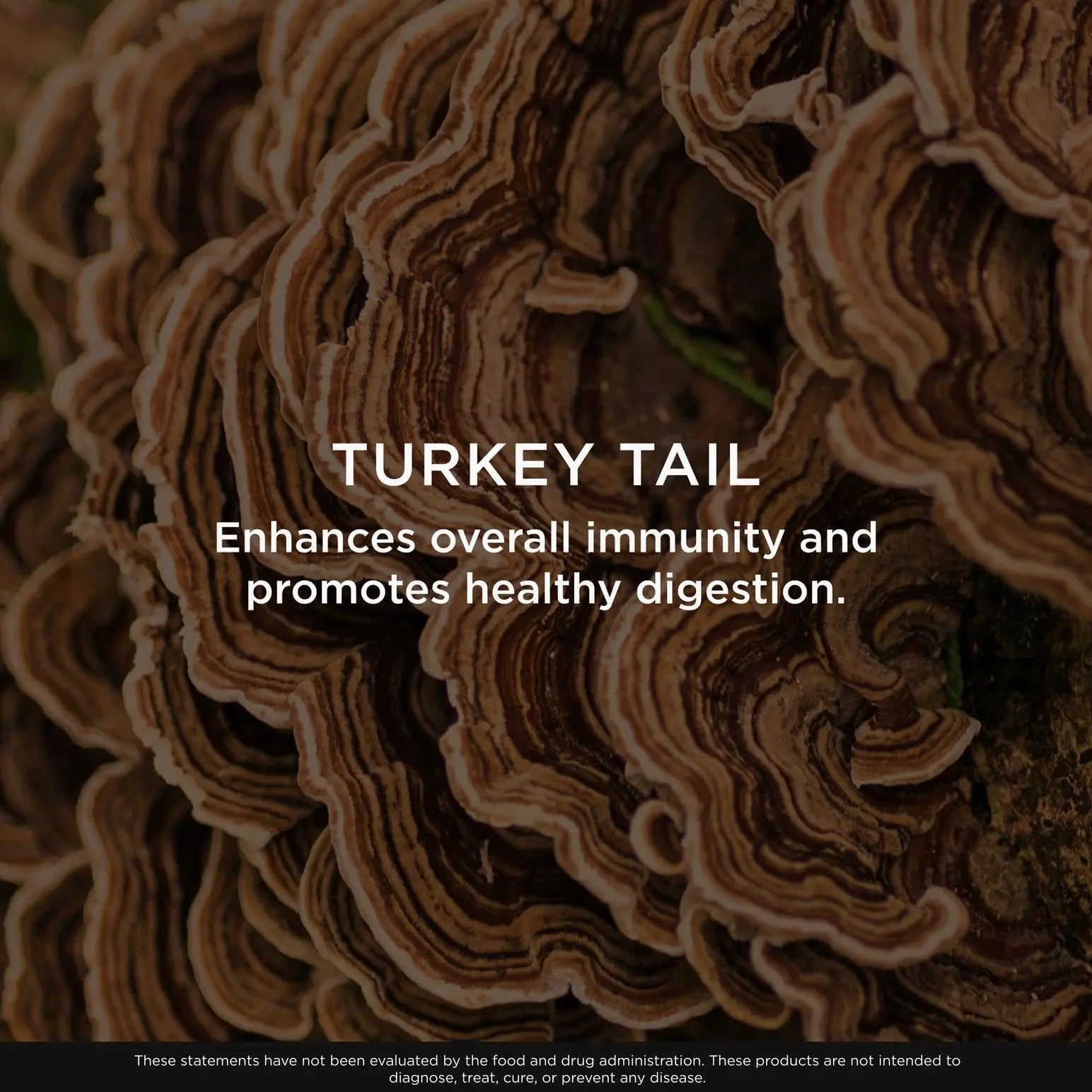 The Genius Brand Genius Turkey Tail - Plant-Based Supplement for Immune, Gut & Antioxidant Support - Organic & Non-GMO - 120 Veggie Capsules - TrustMedUSA