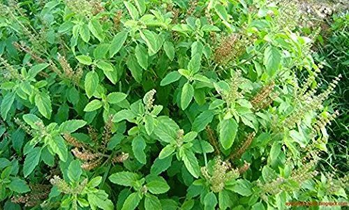 Tulsi - Holy Basil Supplement - Highest Potency, Maximum bio-availabilty, Made with Organic Herbs (Vegetarian Capsules, 120 Count) - TrustMedUSA