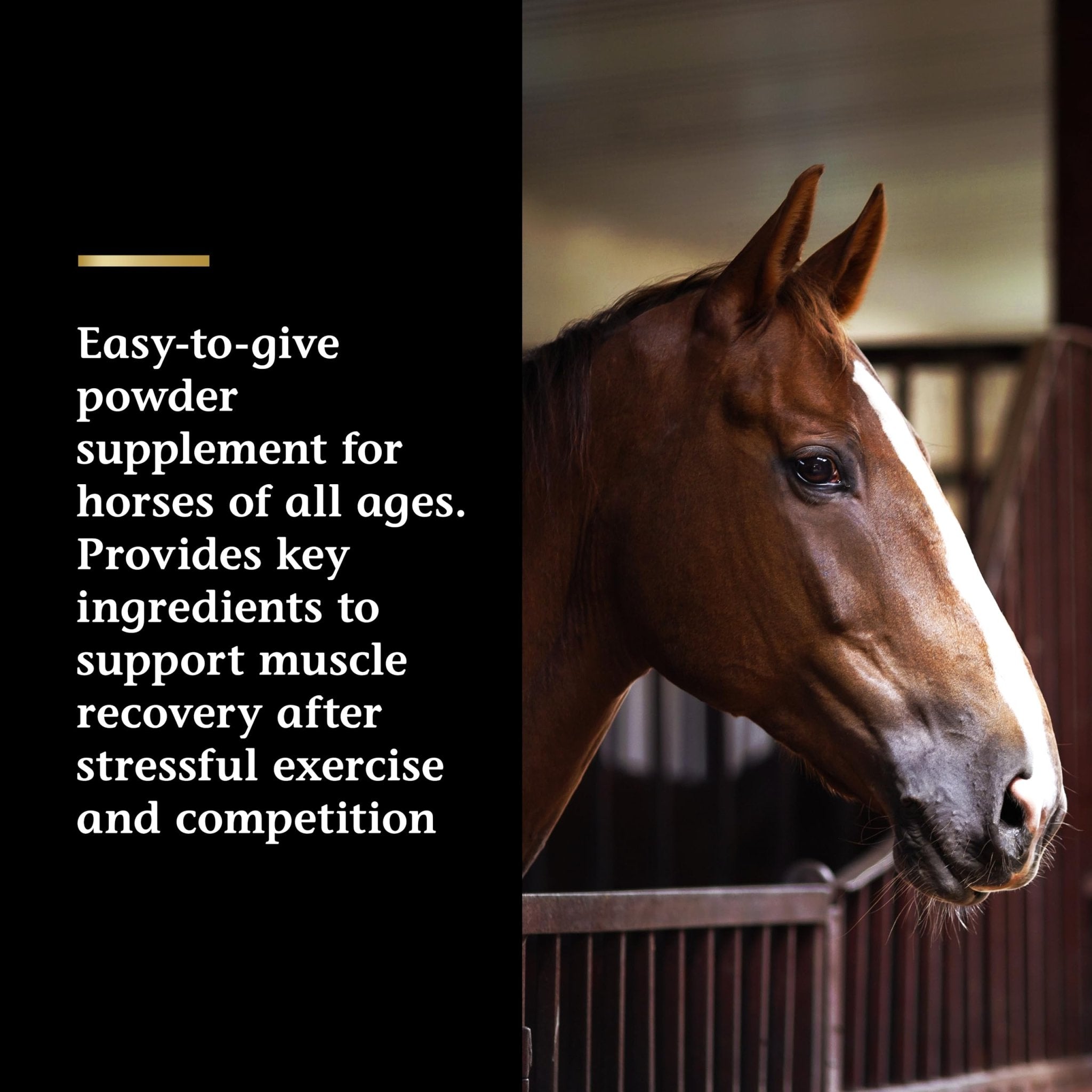 Vita Flex Pro Recovery by the Makers of Lactanase, Post Performance Horse Supplements 40 g, Show Safe Muscle Recovery Supplements, Amino Acids for Horses, Strength & Joint Health - TrustMedUSA