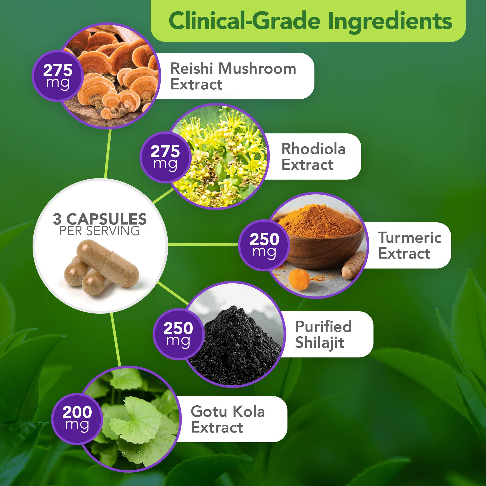 Vital Plan Daily Herbal Supplement by Dr. Bill Rawls – Herbal Immunity Booster for Immune Support, Microbiome Balance & Cell Health — Reishi Mushroom, Turmeric & Rhodiola - TrustMedUSA