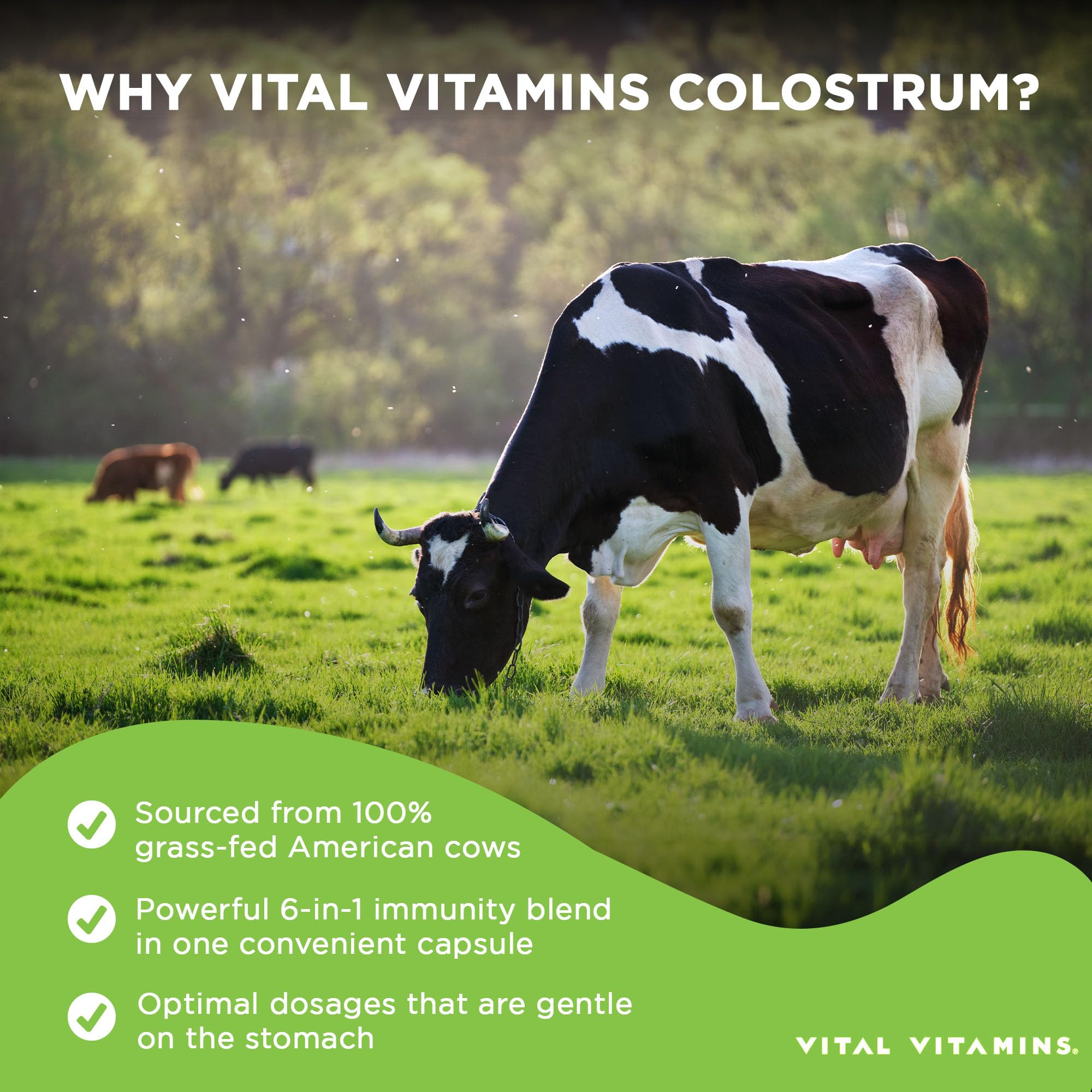 Vital Vitamins Colostrum Supplement - Vitamin C, Zinc, & Selenium - from First Milking - Standardized to Contain 10% IgG Immunoglobulins - Grass-Fed American Cows - 60 Capsules - TrustMedUSA